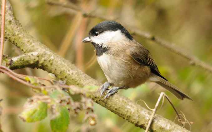 沼泽山雀(组图)