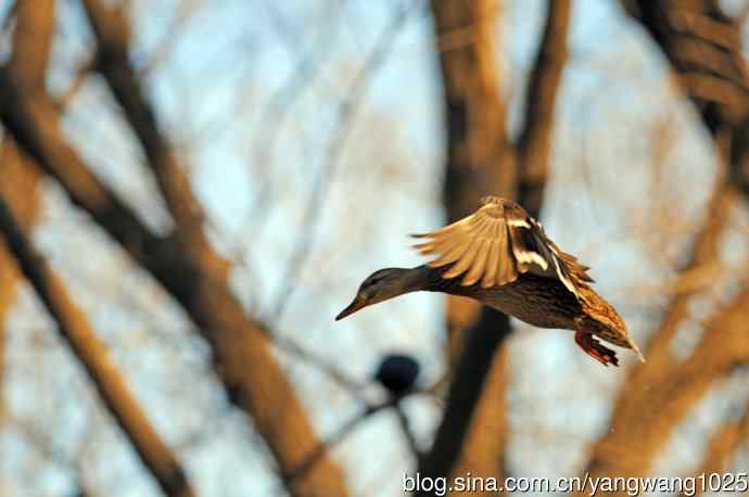 降落瞬间的绿头鸭（习作）1