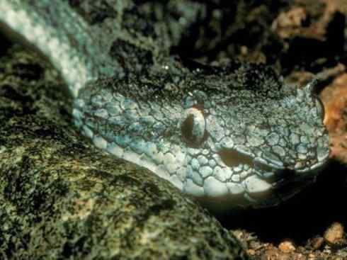 龙：传说的兽原型探秘（蝮蛇类）