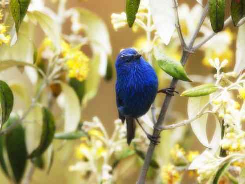 家禽驯化之源之二十一