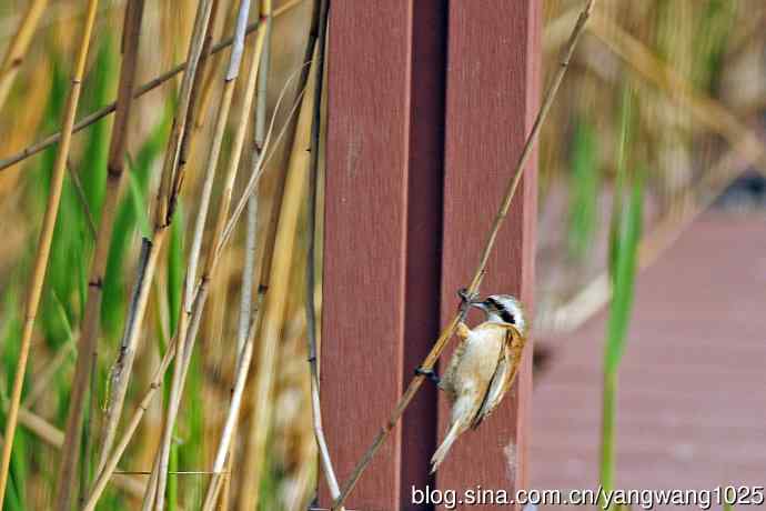 中华攀雀(记录版) 中华攀雀(记录版)