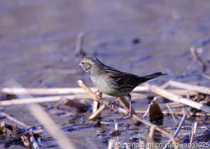 雌性灰头鹀(4) 雌性灰头鹀(4)