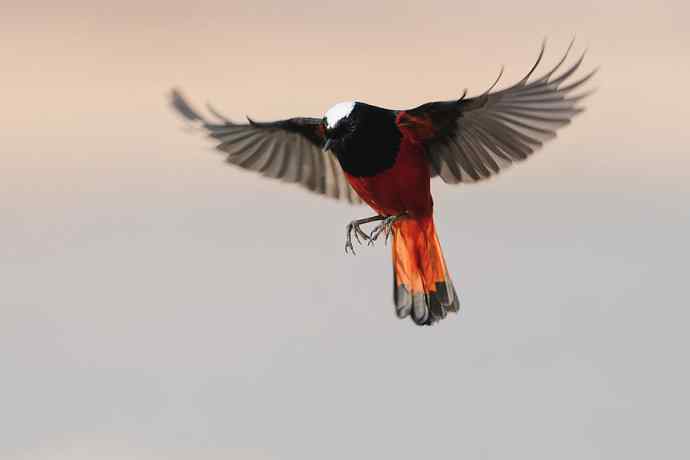 白顶亮翅 白顶亮翅