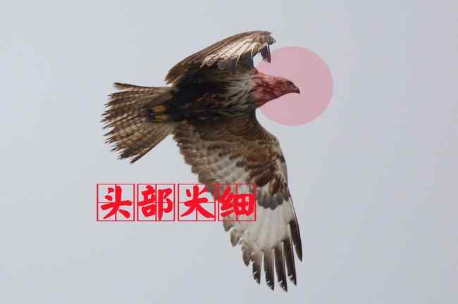 猛禽大全——中国东部地区27种迁徙类猛禽辨识