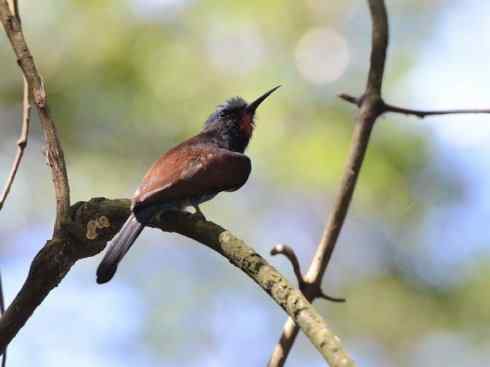 绝色攀禽：佛法僧目之蜂虎2