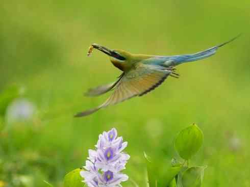 绝色攀禽：佛法僧目之蜂虎3