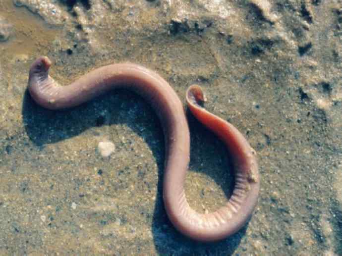 鱼类活化石：盲鳗