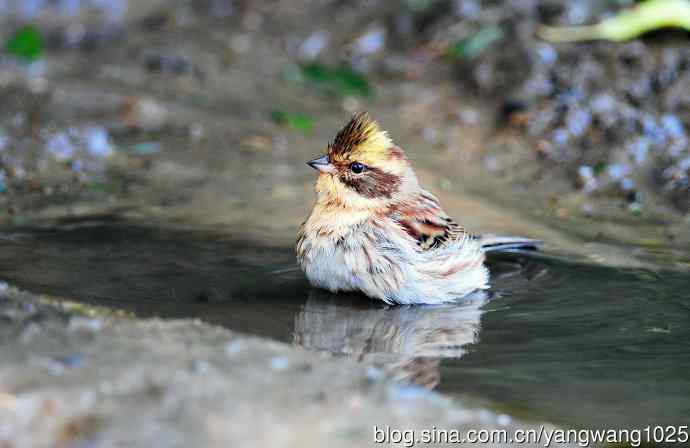 洗浴中的黄喉鹀