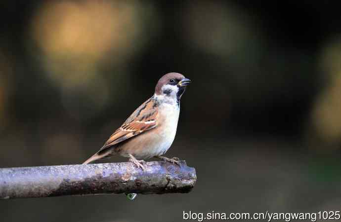 北京天坛公园的鸟类——喝水的麻雀