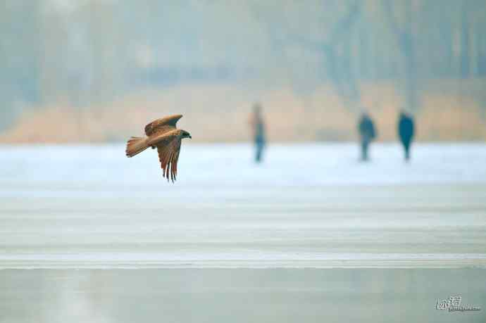 对黑耳鸢K07-012837的12次记录 对黑耳鸢K07-012837的12次记录