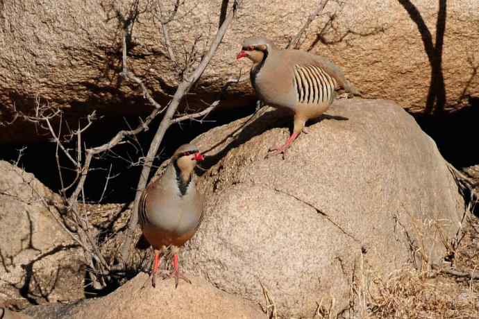 山岩上的石鸡★ 山岩上的石鸡★