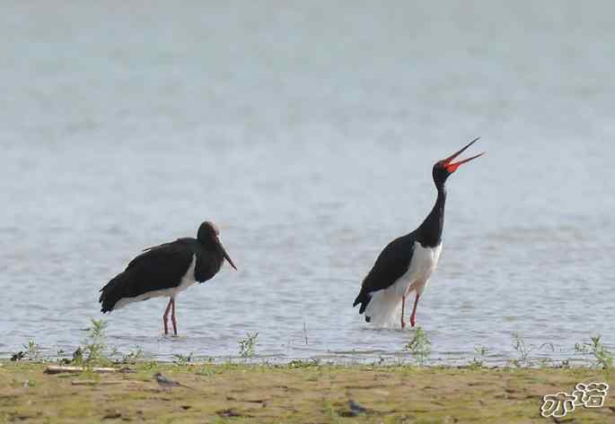 白河堡&nbsp;wbr路&nbsp;wbr路遇黑鹳