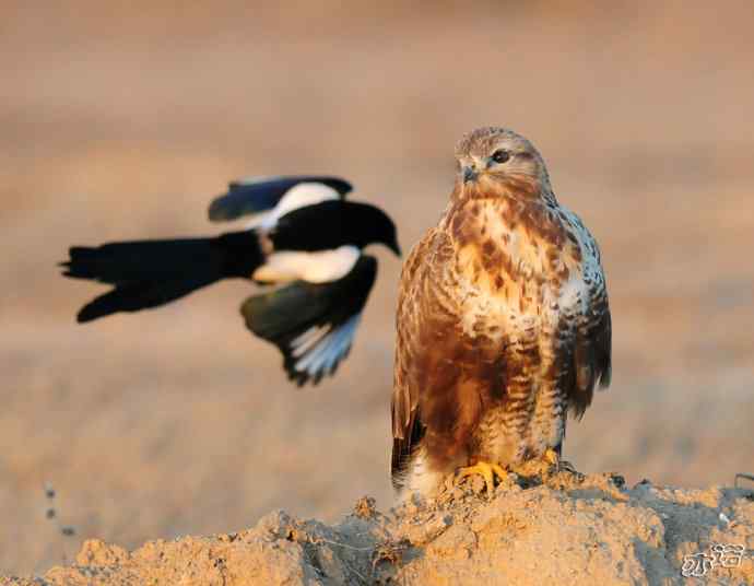 官厅水库&nbsp;wbr路&nbsp;wbr被喜鹊驱赶的毛脚鵟
