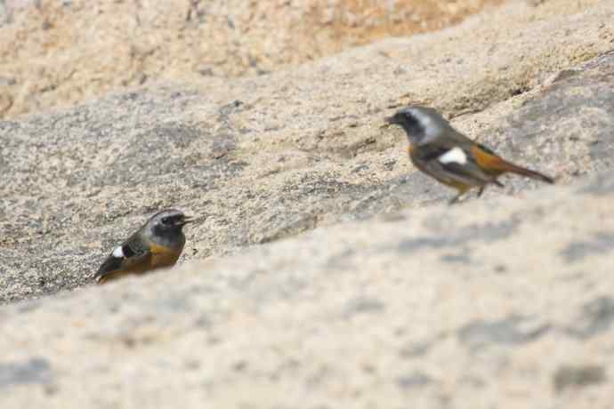 230.打鸟归来收获多多---2.北红尾鸲 230.打鸟归来收获多多---2.北红尾鸲