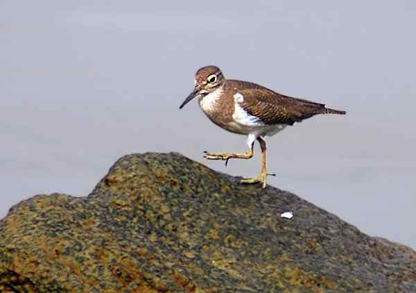 珠海独行（四），三上野狸岛（鹬鸟篇）（组图）