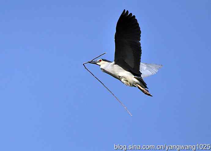 飞(夜鹭)19 飞(夜鹭)19