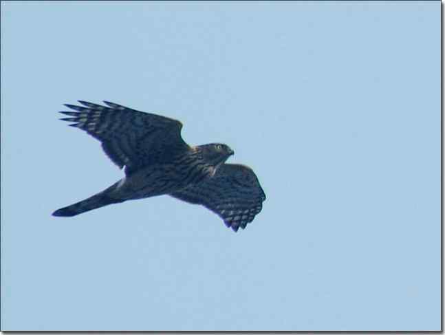 望京楼主峰雾蒙蒙续拍猛禽