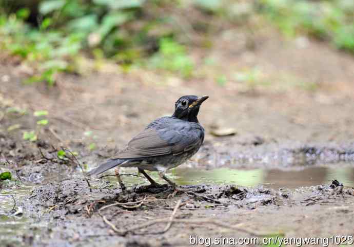 雄性乌灰鸫 雄性乌灰鸫