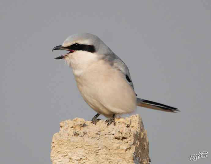 楔尾伯劳吐食丸