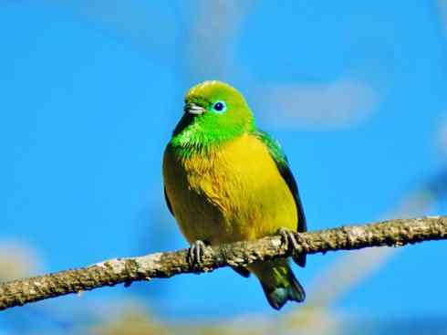 极品红色鸟类：猩红比蓝雀