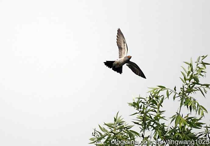 布谷鸟（记录版）