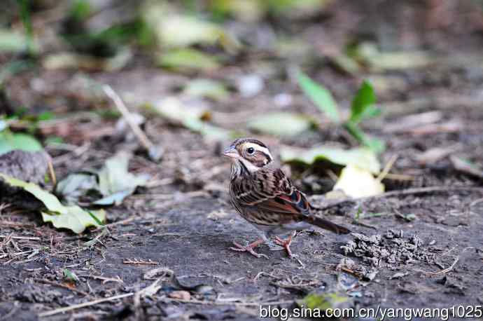 北京天坛公园的鸟类——黄眉鹀（7）