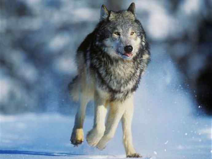 犬科：犬亚科犬属之澳洲野犬、歌唱犬、家犬