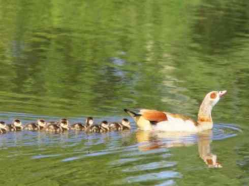 猎奇：十大奇异的雁鸭之二（草雁、埃及雁、绿翅雁、距翅雁、黑头鸭）