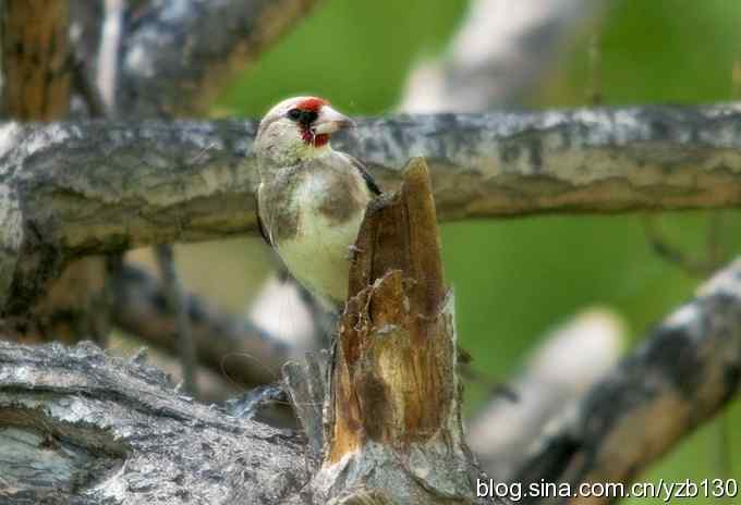 漂亮的红额金翅（组图，）