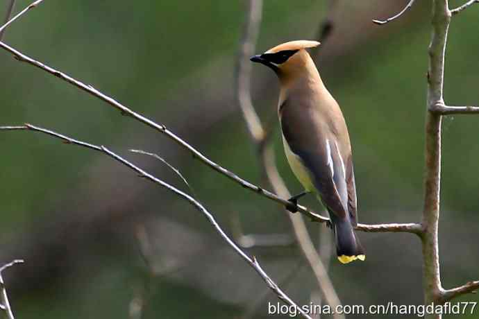 雪松太平鸟（4）