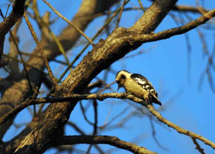 星头啄木鸟(记录版) 星头啄木鸟(记录版)