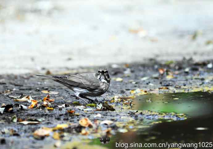 赤颈鸫的一个亚种（记录版）