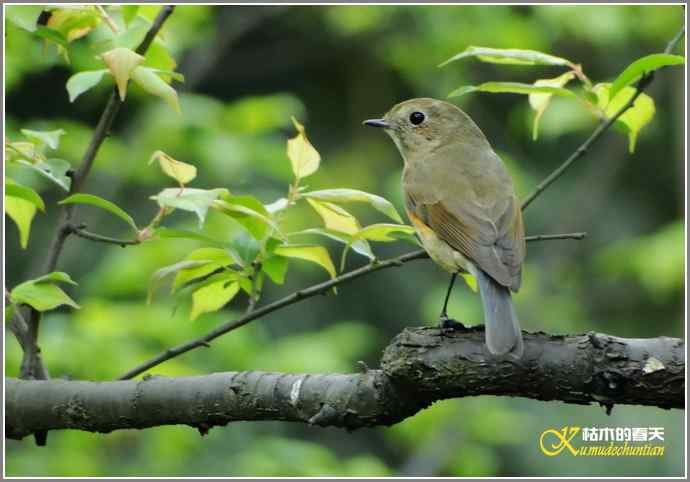 RP？鸟运？【照片】