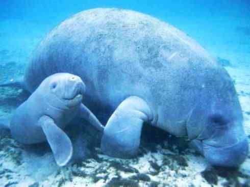 美人鱼：传说的兽原型探秘（海牛）