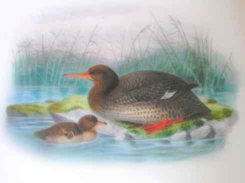 欣赏：美丽的秋沙鸭