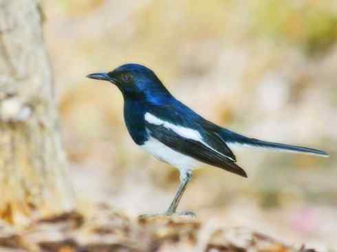 雀鸟也彪悍：谁怕谁（鹊鸲）