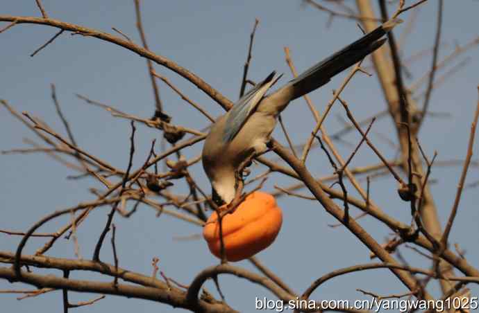 谁爱吃柿子？（喜鹊）