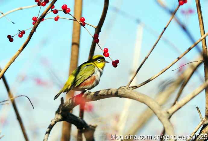 北京植物园的鸟类——红胁绣眼鸟（6）