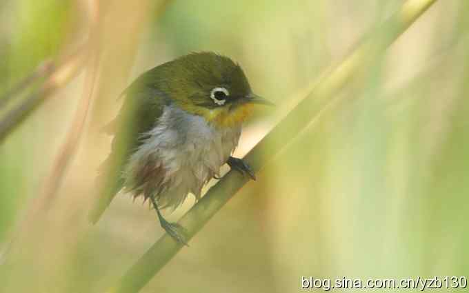 第一次遇到绣眼鸟(组图) 第一次遇到绣眼鸟(组图)