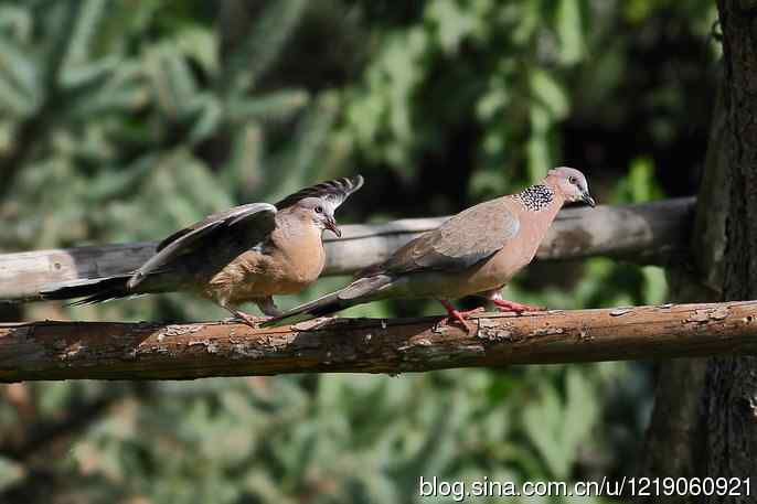 珠颈斑鸠（喂食）