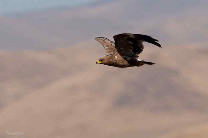 草原追梦. 邂逅迎宾草原雕