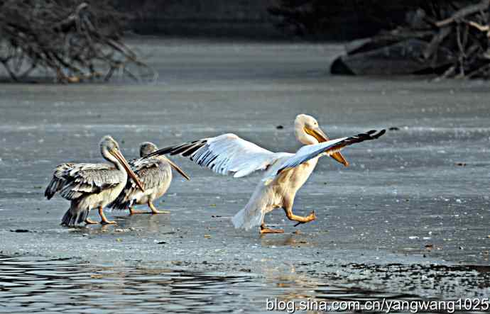 冰上鹈鹕舞 冰上鹈鹕舞