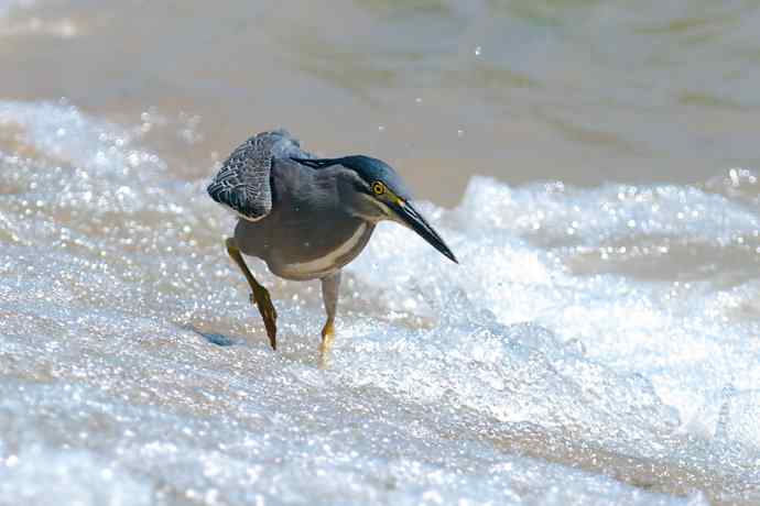 潮河渔郎绿鹭鸶☆★ 潮河渔郎绿鹭鸶☆★