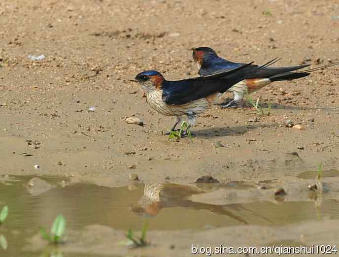 小燕子,穿花衣(金腰燕)