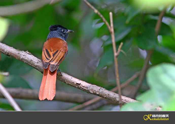 近期记录的杂鸟几片【实拍】