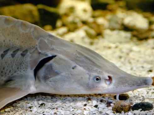 鱼类活化石：中华鲟