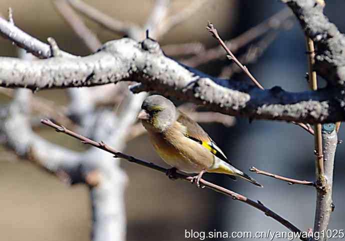 它的名字叫金翅