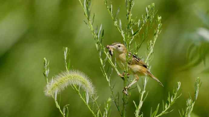 鸟荒时节的新宠 鸟荒时节的新宠