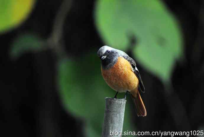 雄性北红尾鸲（21）