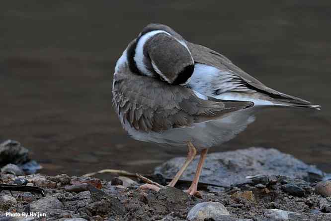 鸟为悦己者容(长嘴剑鸻梳妆)